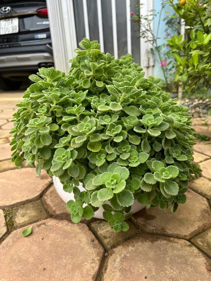 Chất lượng tốt là phải vào vote 5 sao