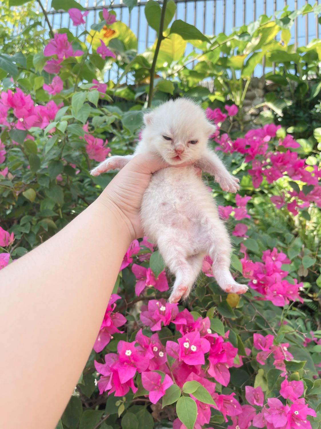 🎄 Mèo anh lông ngắn nhà đẻ 3-4 trịu/bé bao tiêm, sổ giun & BHSK 10 ngày ạ
🎁 Em có 1 đàn giữa tháng 1 & 1 đàn sau Tết âm về nhà mới
☎ Liên hệ *** hoặc https://www.facebook.com/meonhabonghcm/ nhé mn