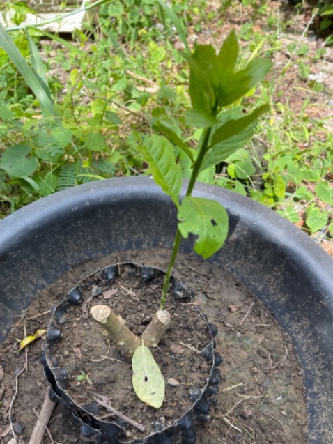 Chắc chắn Chắc chắn