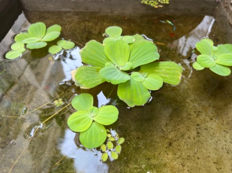 Mỳ ngon. Sẽ mua thêm
