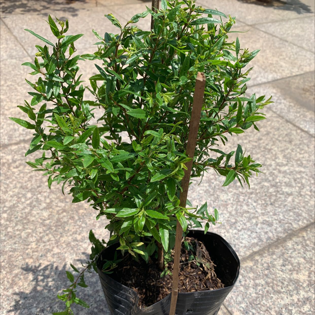 cây đẹp, đóng gói kỹ