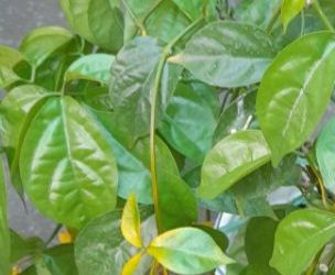 cây nhỏ nhưng khỏe, đóng gói kĩ, có tặng mấy viên phân tan chậm cho cây, thanks shop.