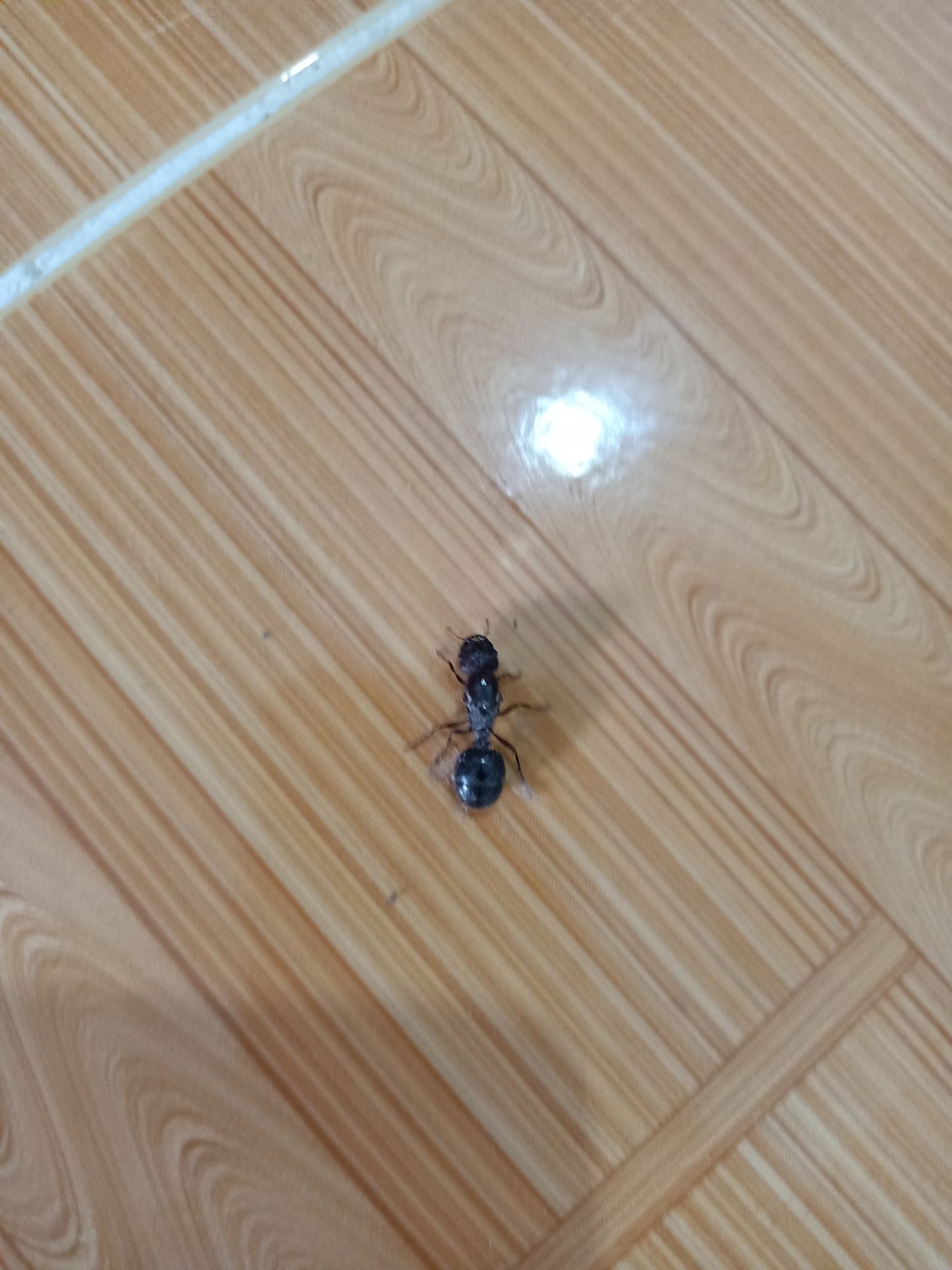 mua 10 chiếc thì chọn được 5 chiếc mặc vừa còn 5 chiếc quá chật trong khi mình đặt size to.mede in china buồn