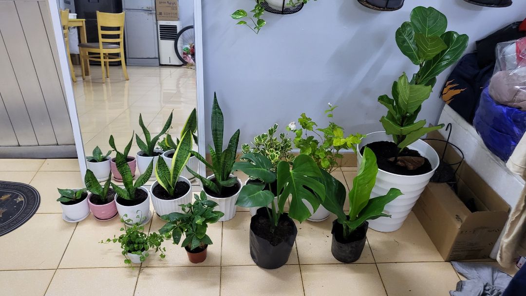 shop giao hàng nhanh, gói kỹ, cây chất lượng