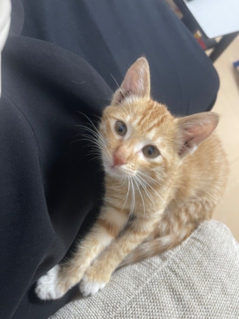 Giao hàng nhanh, chị ship thân thiện đáng yêu. 
Shop đóng hàng đẹp, cẩn thận. Sách không bị gãy hay sao cả. Tuyệt zời. Lười chụp ảnh quá.