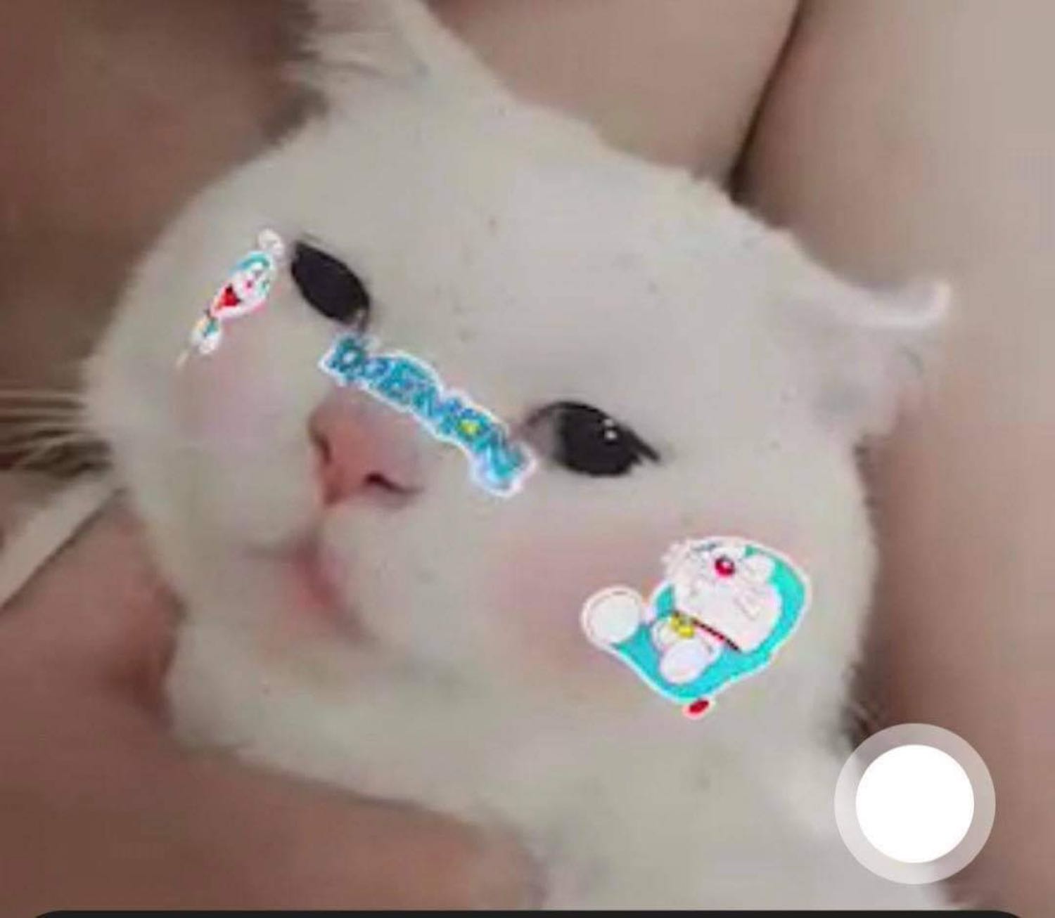 Cực thích dòng Gravy vì nó là sốt nên có thể mix với Hạt giúp bé ngon miệng hơn