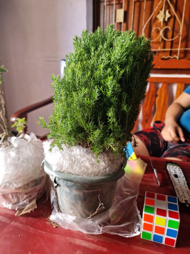 cây giống hình,giao hàng nhanh