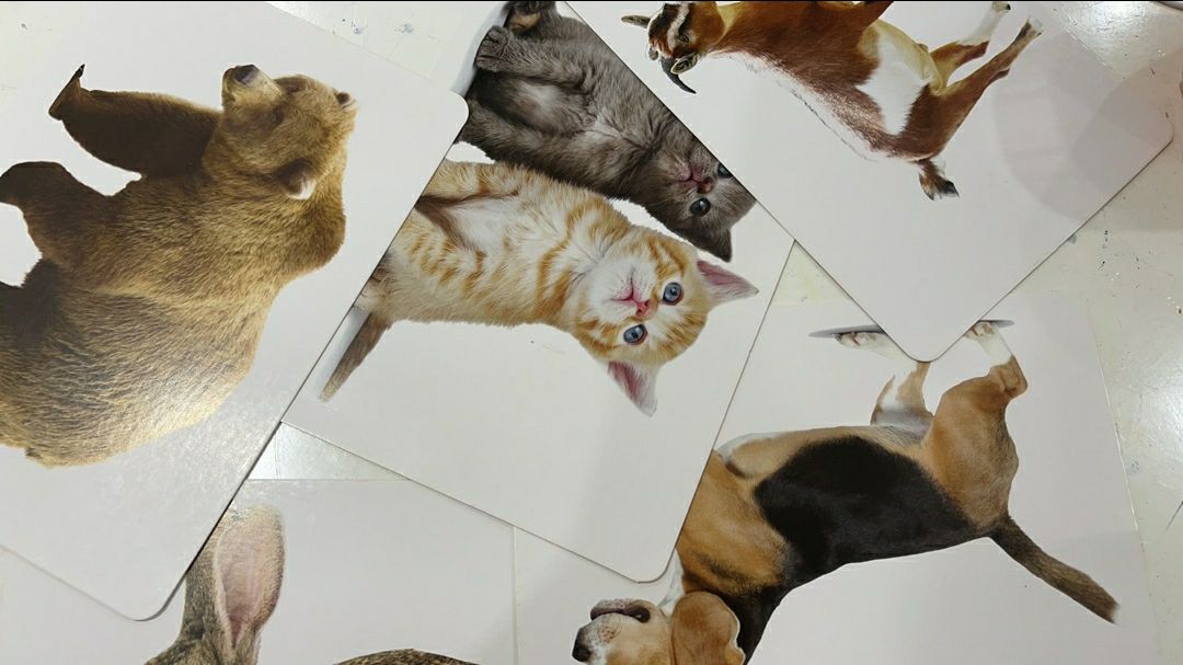 Nhiều thẻ rất hay, bé nhà mình cũng thích, nên mua cho con các mẹ ạ. phong phú phêts Nhiều thẻ rất hay, bé nhà mình cũng thích, nên mua cho con các mẹ ạ. phong phú phêts