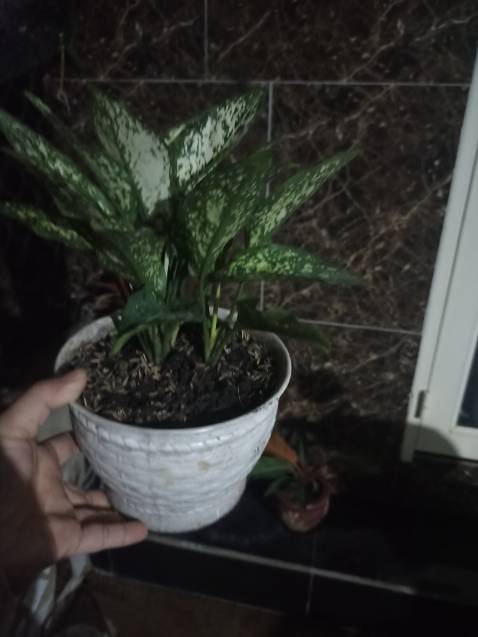 Cây dáng nhỏ nhắn Rất đẹp và ưng ý lắm nha. 
Shop gói hàng rất kĩ