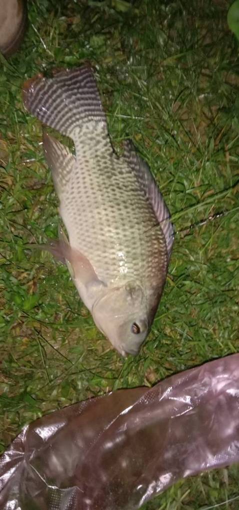 Cái này đẹp sịn giá tốt giống mô tả