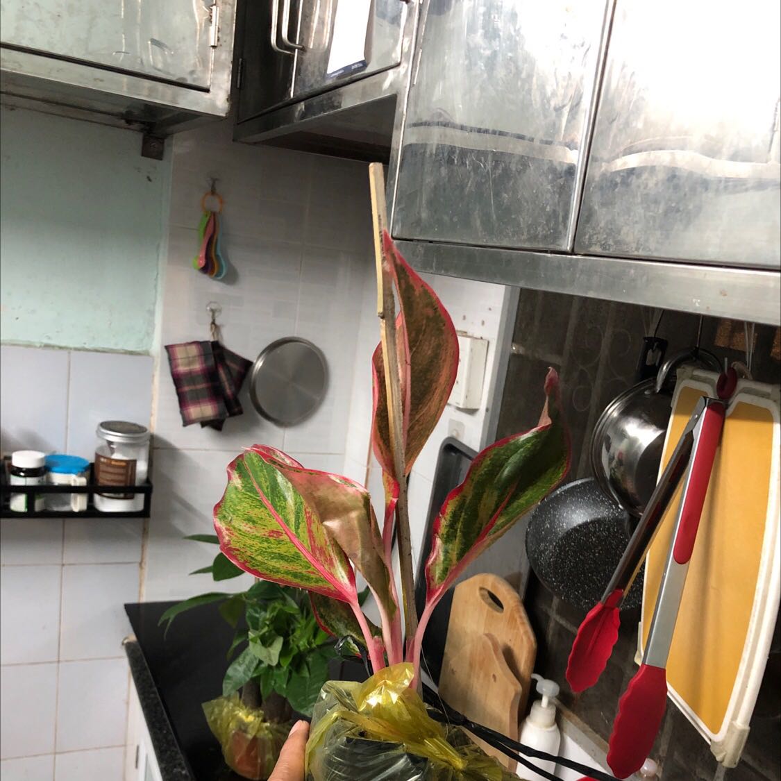 Cây yếu ớt và bị dập lá. Thật thất vọng