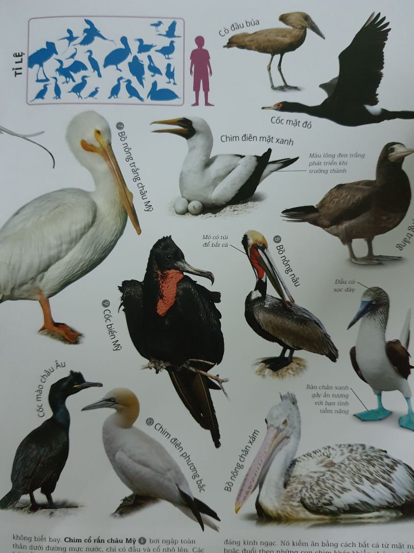 Cuốn sách tuyệt vời cho thiếu nhi, hình ảnh đẹp, chân thật, giấy tốt, cung cấp kiến thức bổ ích về các loài động vật