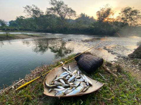 Chất lượng tốt giống hình