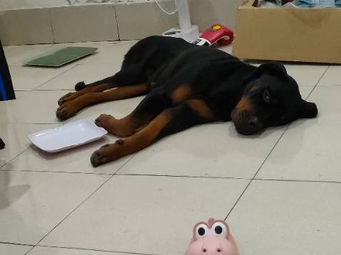 Chưa dùng đc. Hàng về đến nhà thì e bị ốm. Giao hàng đúng lịch, có tin nhắn nhắc trc khi giao