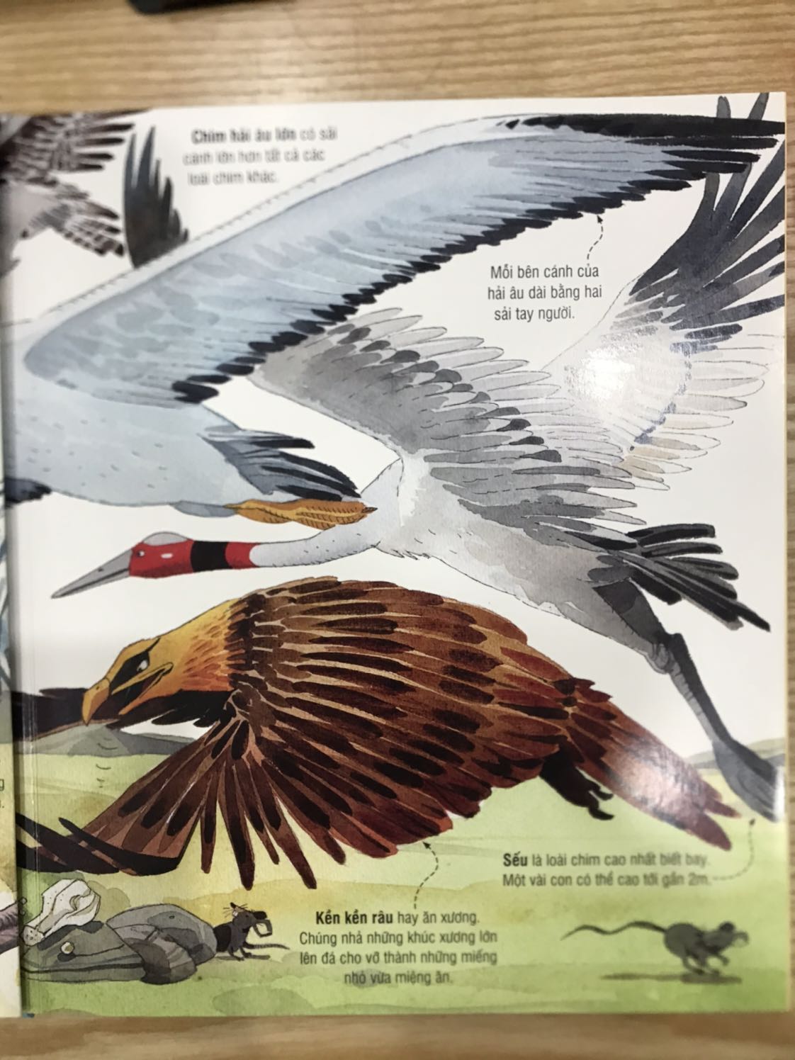 Sách rất hay luôn. Khổ lớn, tranh ảnh và nội dung đều ok. Bé rất thích. Cuốn này nên mua cho bé.