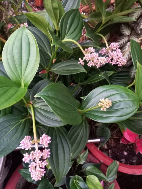 Cây giao nhỏ, mình trồng sau 3 tháng mới cho hoa, hoa bền đẹp