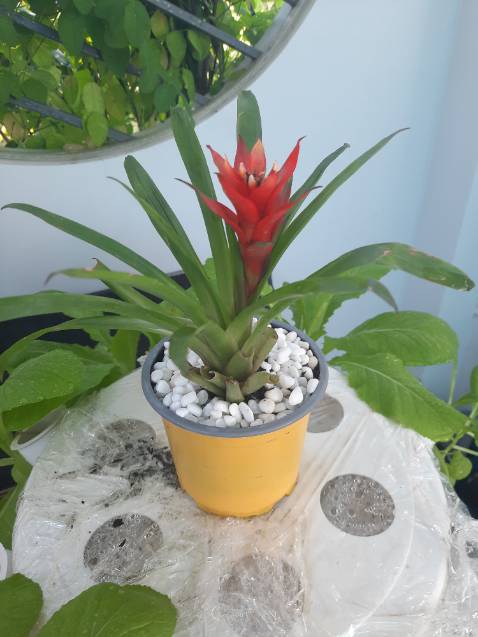 Thời gian giao hàng nhanh, đóng gói cẩn thận, đến nơi cây vẫn còn tươi xanh. Cây nhỏ nhắn, xinh xắn, hoa đẹp. Hy vọng cây sẽ phát triển tốt cho ra hoa đẹp.