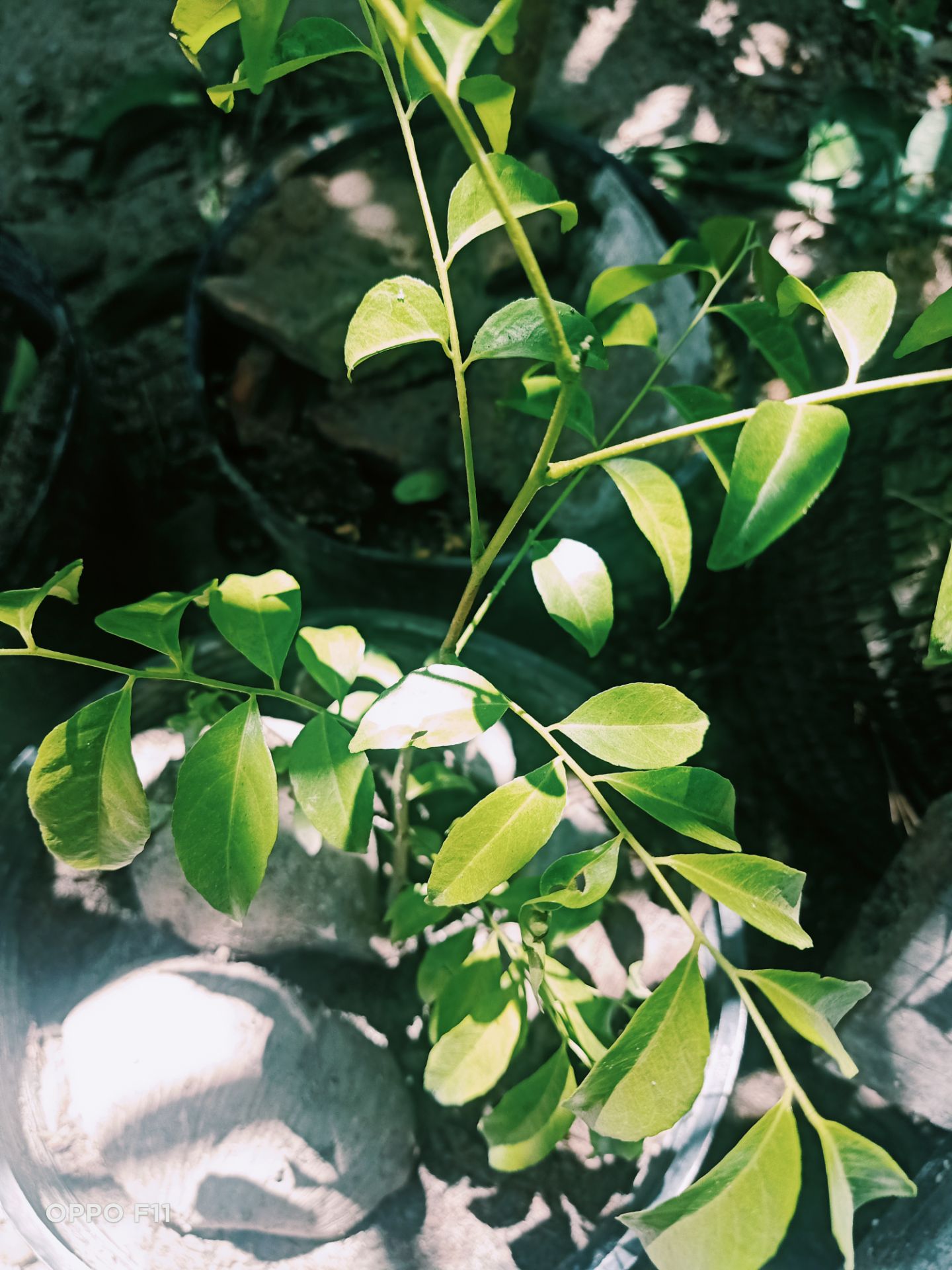 ok sản phẩm đẹp