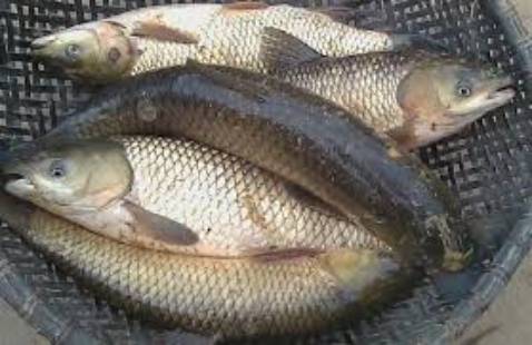 Giao hàng nhanh đóng gói chắc chắn đặt hộ nên kb ntn jjjhhhbvv