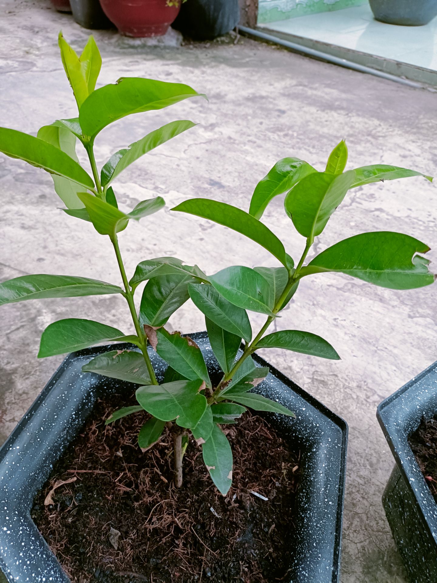 cây tươi nhưng có ít mầm quá, được có 2 mầm , kết quả hồi sau sẽ rõ , vẫn cho 5 sao