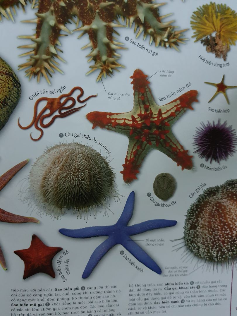 Cuốn sách tuyệt vời cho thiếu nhi, hình ảnh đẹp, chân thật, giấy tốt, cung cấp kiến thức bổ ích về các loài động vật