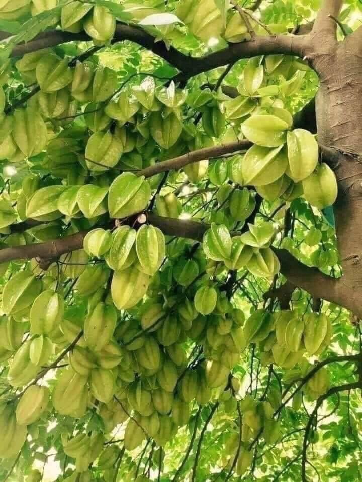 Cực kì hài lòng