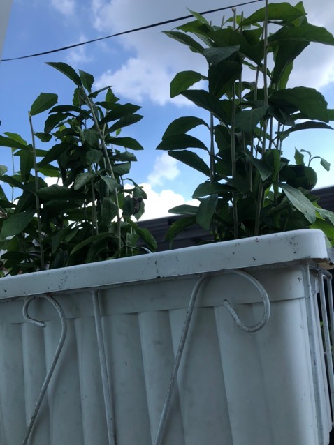 Cây trồng dễ sống, giá cả phải chăng, vận chuyện nhanh. Sẽ mua nữa