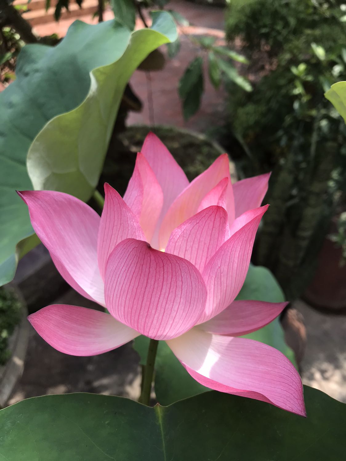 Sách hay, phù hợp với trẻ mới bắt đầu học TA, giá cả hợp lý và shop đóng hàng rất cẩn thận.
Sẽ tiếp tục ủng hộ shop