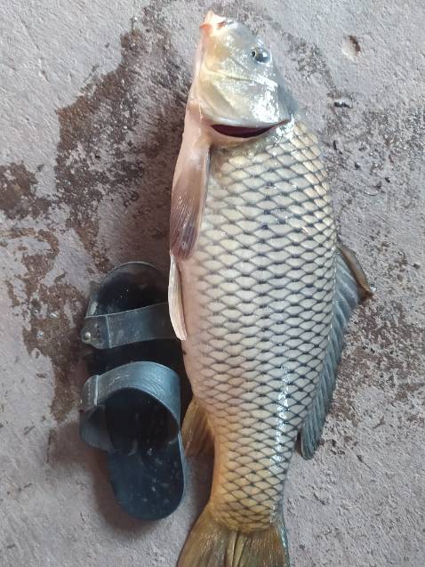 Giao hàng nhanh. Giá rẻ so với bên ngoài chất lượng sản phẩm tốt Giao hàng nhanh. Giá rẻ so với bên ngoài chất lượng sản phẩm tốt