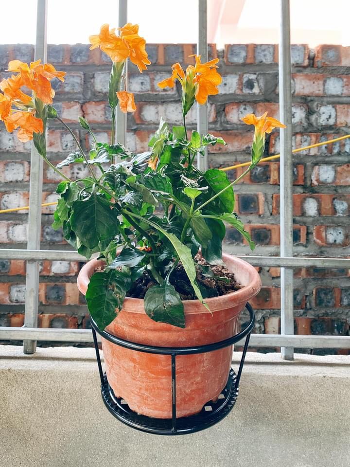 Mua lâu lắm rồi mà quên đánh giá. Hàng tốt, giá ổn, shop chuẩn bị hàng hơi lâu, bên vận chuyển giao nhanh.