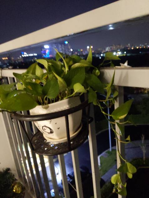 Giỏ rreo đẹp nhìn vừa vặn cân đối, chắc chắn. Có thoát nước tốt.