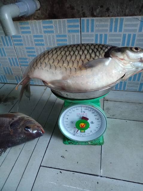 giống vd mô tả hàng đẹp chất kuonwgj đánh giá 5 sao