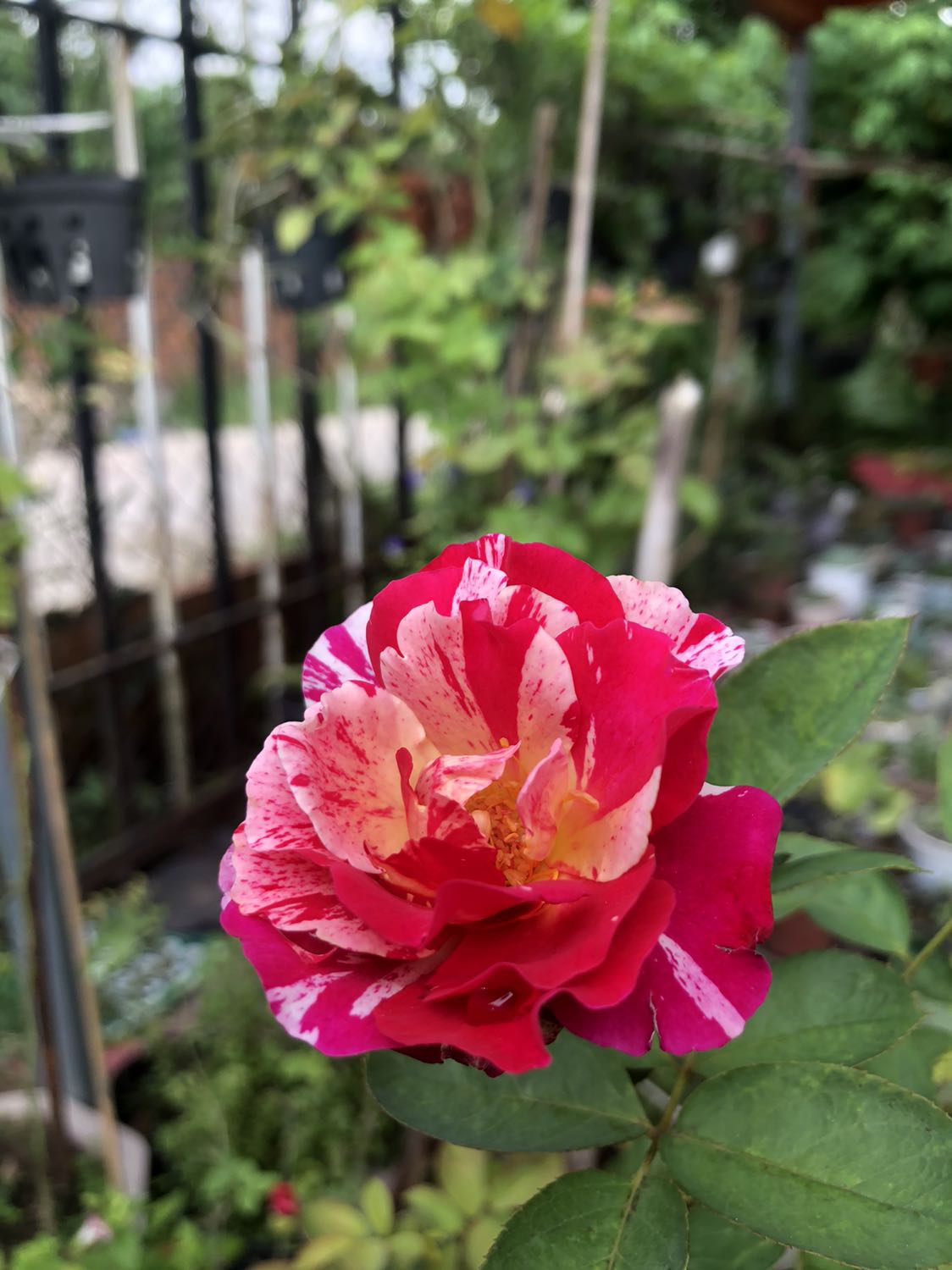 Hình ảnh mang tính chất hoàn thành đánh giá