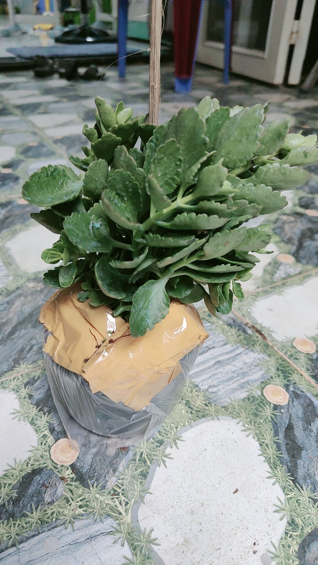 cây OK, chưa ra hoa nên chưa biết ntn. những cây giao chung thì rất tốt, vì vậy vẫn cho 5*