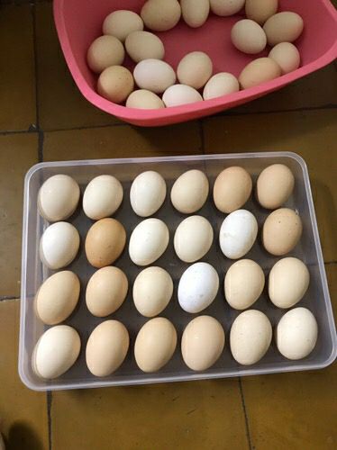 Đẹp lắm rất ưng. Ko nghĩ là to như vậy. Săn sale đc ngon bổ rẻ.  Mua lần 2 mới có . Sẽ ủng hộ tiếp . Đẹp lắm rất ưng. Ko nghĩ là to như vậy. Săn sale đc ngon bổ rẻ.  Mua lần 2 mới có . Sẽ ủng hộ tiếp .