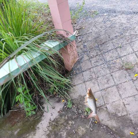 Giao hàng nhanh chất lượng chưa dùng nên chưa biết. Đóng gói sản phẩm chắc chắn. Giá thành rẻ hơn nhà khác nên đc nhiều ng mua