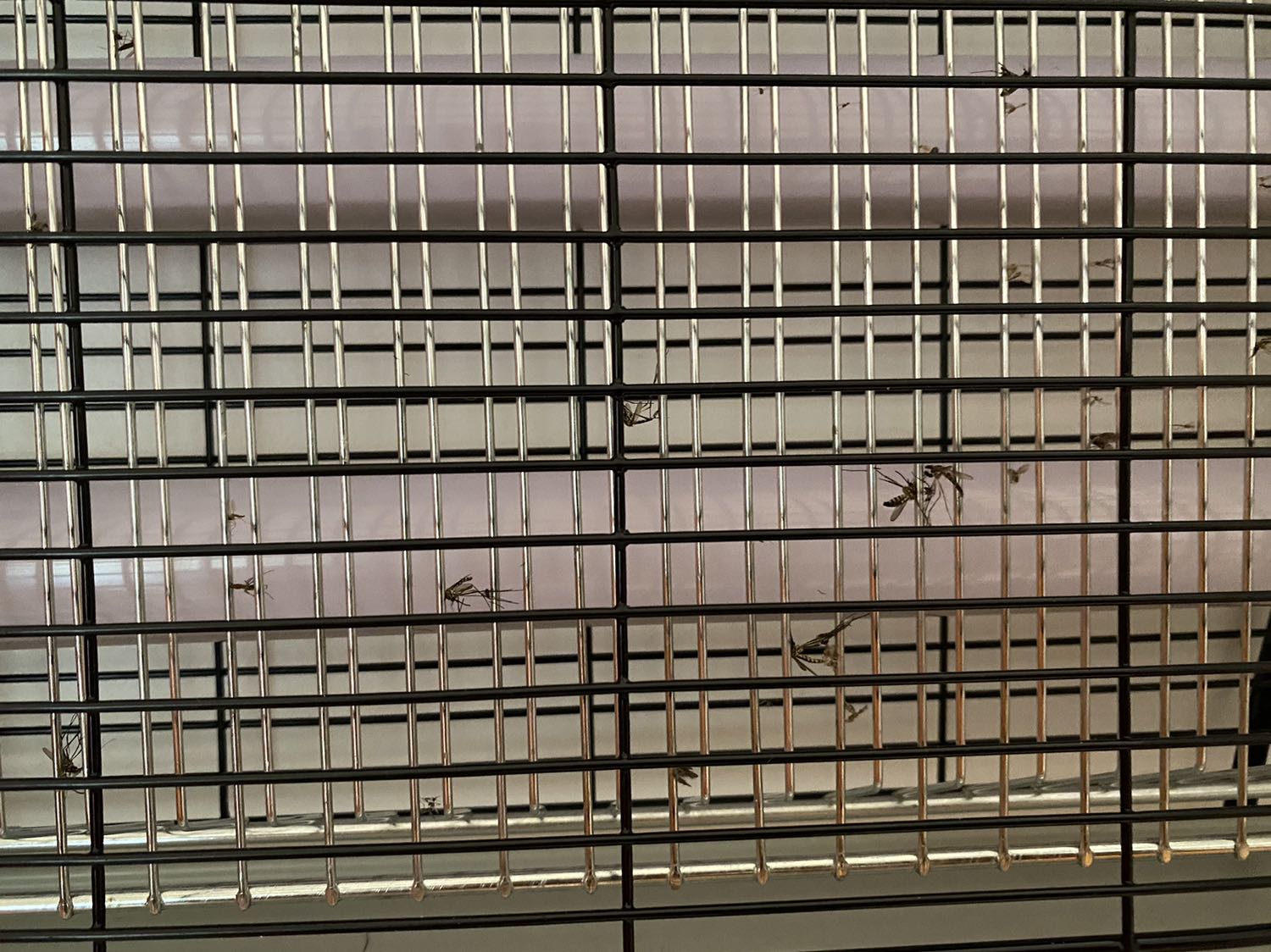 Mới dùng và thấy bắt muỗi rất tốt. Treo trong phòng ngủ rất ổn. Giao hàng đóng gói cẩn thận. Nên mua loại này  mới bắt được muỗi vì mình đã mua rất nhiều loại mà không có tác dụng