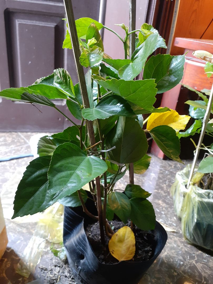 gần cả tuần mà cây vẫn khỏe mạnh 👌👌👌