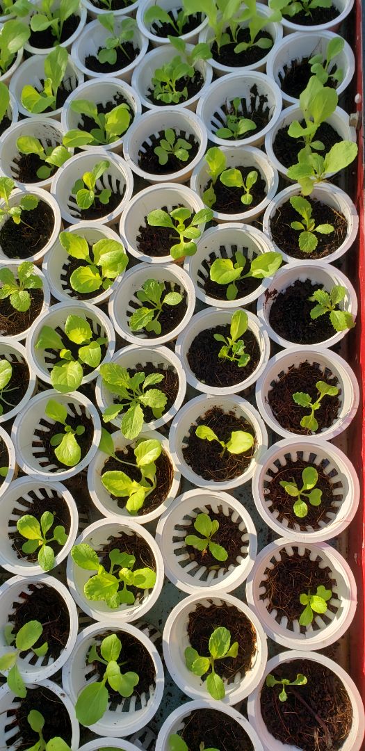 Rọ đẹp, sử dụng tiện lợi Rọ đẹp, sử dụng tiện lợi