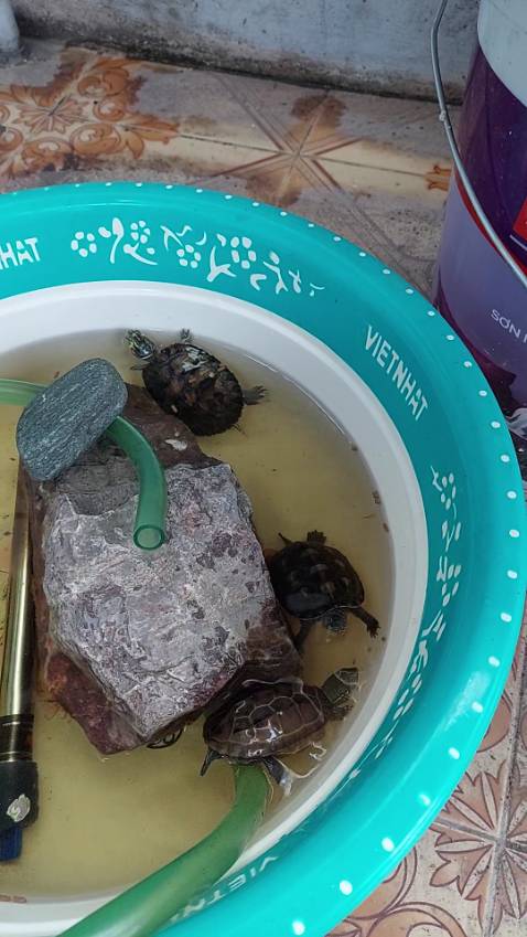 Haha. Mua về cho rùa ăn. Nó rất thích!