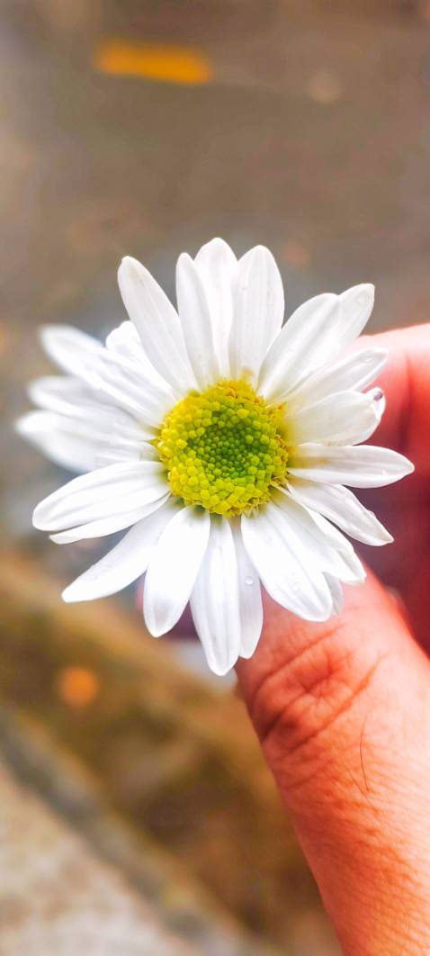 Đẹp , chắc chắn , nên mua