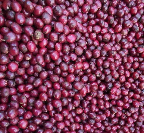 Sản phẩm đóng gói đẹp, chỉnh chu, chất lượng cao, hương, vị, axit hài hòa, phù họep cho người sành cà phê