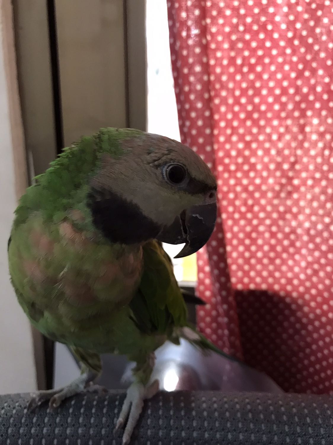 Rất tiện lợi. Dính dc hạt bụi mịn, lông mèo, lông chim
Đã sd nhiều lần, sẽ tiếp tục ủng hộ, hy vọng giá thành có thể giảm nữa