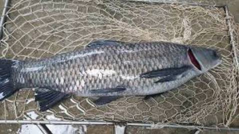 Tốt hoàn hảo nhưng tại vì cái tai quay hơi yếu nên chải nghiệm ko được tốt