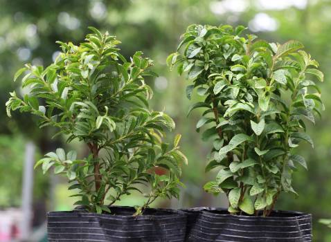 Hai cây ổi tươi tốt, gốc vững, đóng gói kỹ.