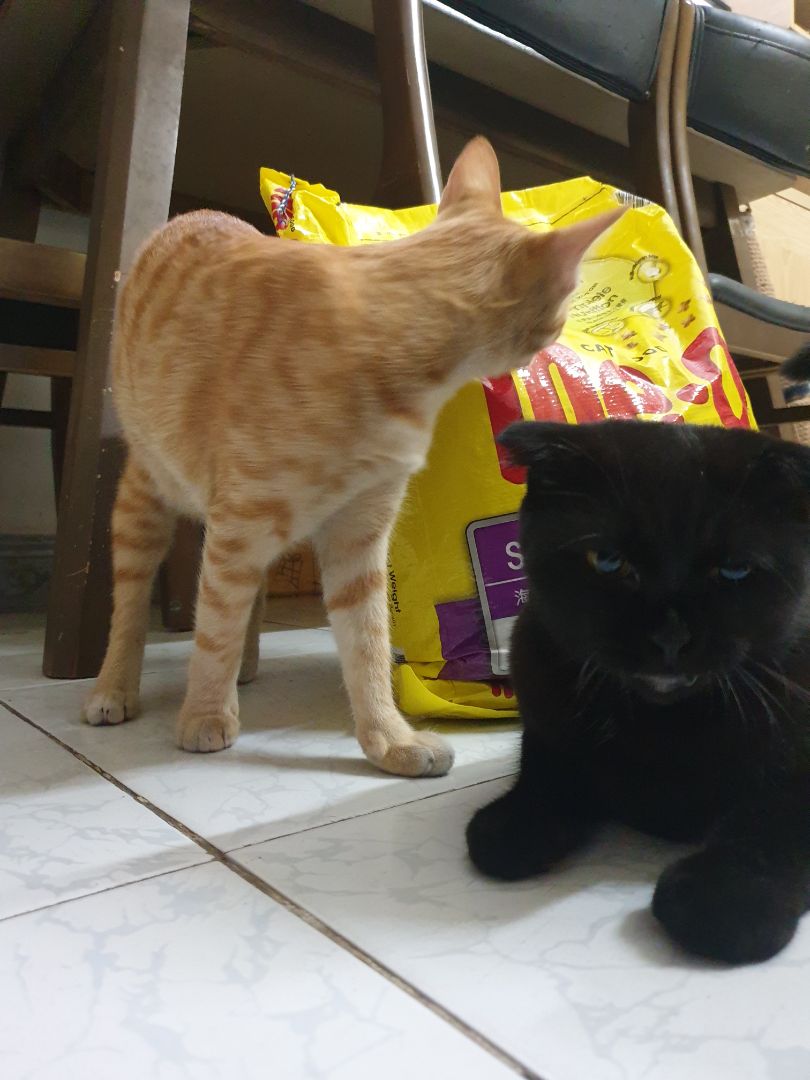 hạt này và catrang thấy giá tốt nhưng chất lượng ok. mèo khoái khẩu. me_0 có 3 vị nên thay đổi khẩu vị cũng ok. hạt này và catrang thấy giá tốt nhưng chất lượng ok. mèo khoái khẩu. me_0 có 3 vị nên thay đổi khẩu vị cũng ok.