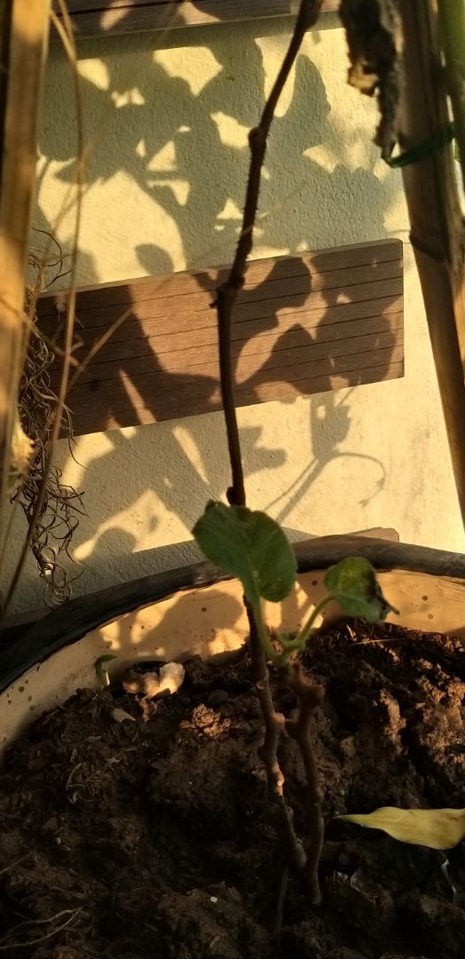 cây bé, không như hình