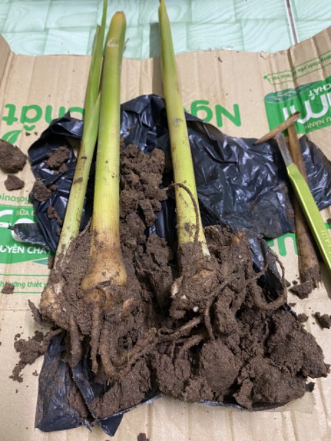 Thơm ngon lắm. Cây non mới trồng thì phải