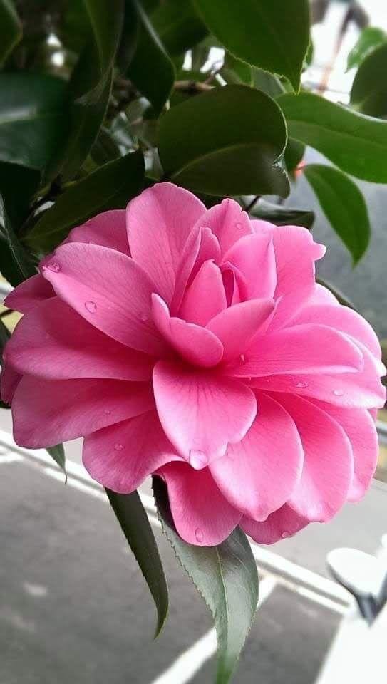 Chống nước tốt,rộng rãi ,đường may chắn chắn