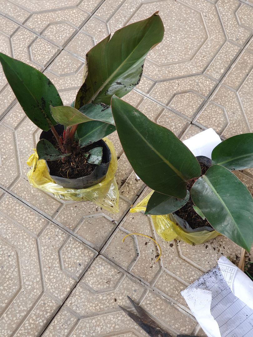 hàng đẹp như quảng cáo nha ,goi hàng kỹ